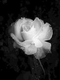 Black And White Rose Wallpaper Black And White Sunflower Black And White Black And White Aesthetic Flower Images