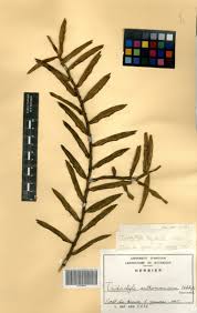 Image result for Tridactyle anthomaniaca