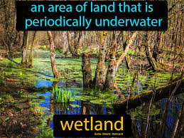 Wetland Wetland Science Flashcards Science Memes