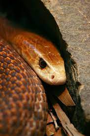 Oxyuranus Scutellatus Coastal Taipan Inland Taipan Snake Deadly Animals