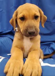 Sheltie Dog Sheltie Information Dog Breeds Shetland Sheepdog X Border  Collie Collie Dog Breed