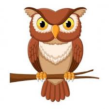 Pin On Owls