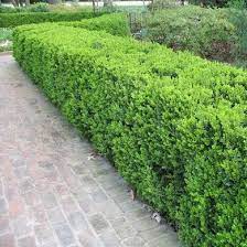 11 Living Fences That Look Better Than Chain Link Living Fence Natural Fence Backyard Fences