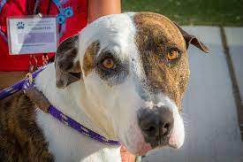 Maybe you would like to learn more about one of these? Animal Welfare City Of Albuquerque