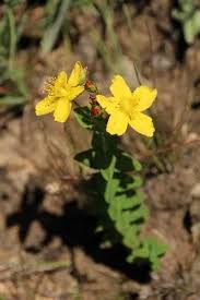 Image result for Hypericum aethiopicum