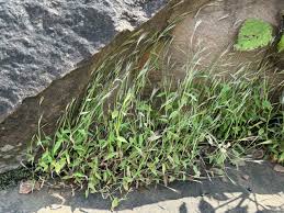 Image result for Arthraxon lancifolius