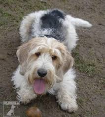 Image result for malý vendéeský hrubosrstý honič