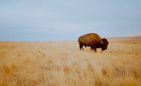 Bison , (genus bison ), also called buffalo or wisent , either of two species of oxlike grazing the american bison differs from domestic cattle or oxen in several respects. 400 000 Kunden 10 Millionen Umsatz Der Aufstieg Der Krypto App Bison Financefwd
