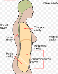 (male/female) pelvis has flared ilia, a circular. Abdominal Cavity Png Images Pngwing