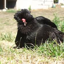 The opera opens with two young women sunbathing in the grass. Ebony Sunbathing Backyard Chickens Learn How To Raise Chickens