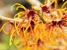 Chiết xuất cây phỉ