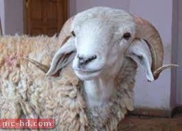 صور الخروف معلومات عن الخروف Animals Goats Lamb