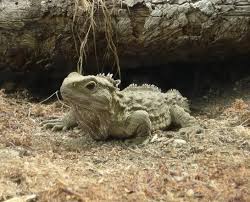 Pin On Lizards