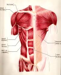 The action refers to the action of each muscle from the standard anatomical position. Anatomy Torso Muscles By Headmaze On Deviantart