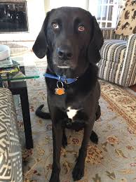 I would like to receive the latest special deals, inspiring stories, great advice, and awesome videos via email and other marketing communications from purina and its brands.* Beautiful Coonhound Border Collie Mix Collie Mix Border Collie Mix Coonhound