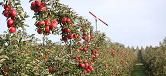 I am wondering which fruit trees can be grown successfully in michigan. Protecting Your Fruit From Frost And Freeze Fruit Growers News