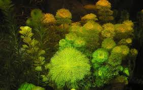 Image result for Limnophila fluviatilis