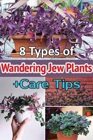 Pin On Gardening