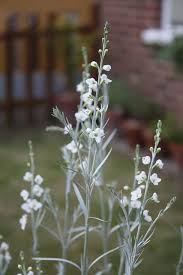 Image result for Gomphostigma