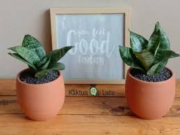 Bunga bambu jepang atau yang dalam nama latinnya disebut draceena godseffiana, merupakan jenis bambu. 10 Jenis Sanseviera Mini Cantik Untuk Tanaman Hias Indoor
