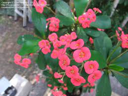 This means that it can store water in its stems, roots, and leaves. Plant Identification Closed Flowering Cactus Or Succulent 2 By Confused1956