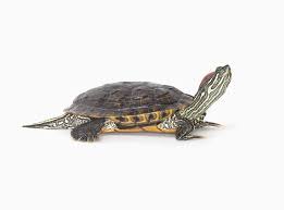 A Guide To Caring For Red Eared Slider Turtles As Pets