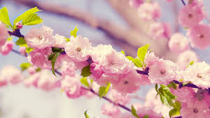 Jun 01, 2021 · pc wallpaper fantasy asian girl, samurai, uniform, sakura blossom, katana for desktop / mac, laptop, smartphones and tablets with different resolutions. 37 Japanese Cherry Blossom Wallpaper 1920x1080 On Wallpapersafari