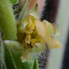 Image result for Phragmanthera crassicaulis