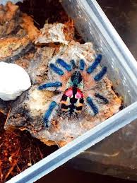 Also, the largest tarantulas are the size of your pinky nail when they're born. Tarantulas The Brazilian Jewel Tarantula Tim S Weird Wonderful World