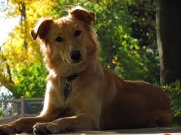 Border Collie Golden Retriever Mix Google Search Golden Retriever Mix Border Collie Golden Retriever Mix Golden Cocker Retriever