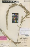 Image result for Setaria poiretiana