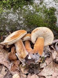 Image result for Xanthoconium separans