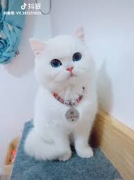 Pin On Funny And Cute Animals Videos