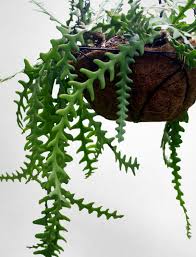 Check out our best rated soils for cactus now! Fern Leaf Cactus Hard To Find Cati With Amazing Draping Fern Etsy Plants Trees To Plant Planting Succulents