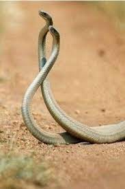 Black Mamba Snake Mamba Snake Black Mamba Snake Black Mamba
