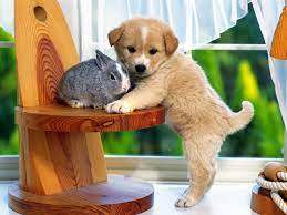 Cute Bunny And Puppy Wallpaper For Android Android Live Wallpaper Download Livewallpapers Org Baby Animals Pictures Cute Baby Animals Baby Animals