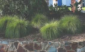 Image result for Motandra paniculata