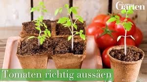 Wann ist pflanzzeit für tomaten? Tomaten Tipps Rund Um Anbau Pflege Und Ernte Mein Schoner Garten