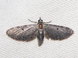 Image result for Eupithecia subumbrata