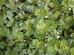 Image result for Boerhavia repens