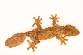 Image result for Urochloa platynota