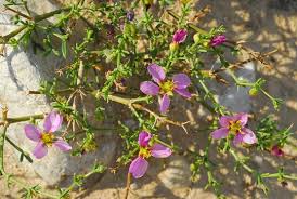 Image result for Fagonia isotricha