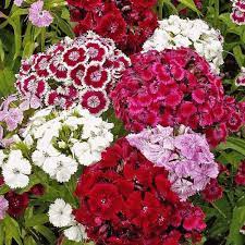 Planthub Dianthus Sweet William Dianthus Barbatus Mixed Flower Seed Pack Of 100 Seeds Amazon In Garden Outdoors