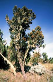 Image result for Erica arborea