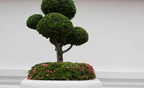 In this article, we will provide an overview of how to make a bonsai tree trunk thicker. A Beginner S Guide To Bonsai Trees