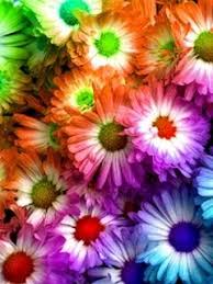 Colorful Flower Flower Mobile Colorful Flowers Mobile Wallpaper