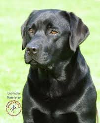 Epingle Sur Labrador