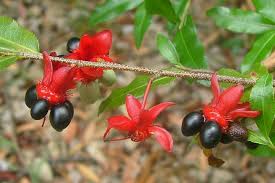 Image result for Ochna ovata