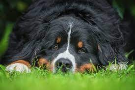 The life expectancy of a dog with an aggressive tumor that has spread to other parts of the body (mediatized) is roughly 4 to 6 months. Types Treatments Symptoms Of Lung Cancer In Dogs Plains Veterinary Oncology Northeast Veterinary Referral Hospital