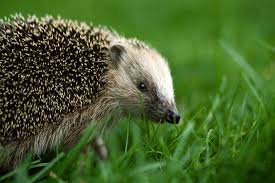 Was kann man für igel tun? Tipps Fur Einen Igelfreundlichen Garten Lbv Gemeinsam Bayerns Natur Schutzen